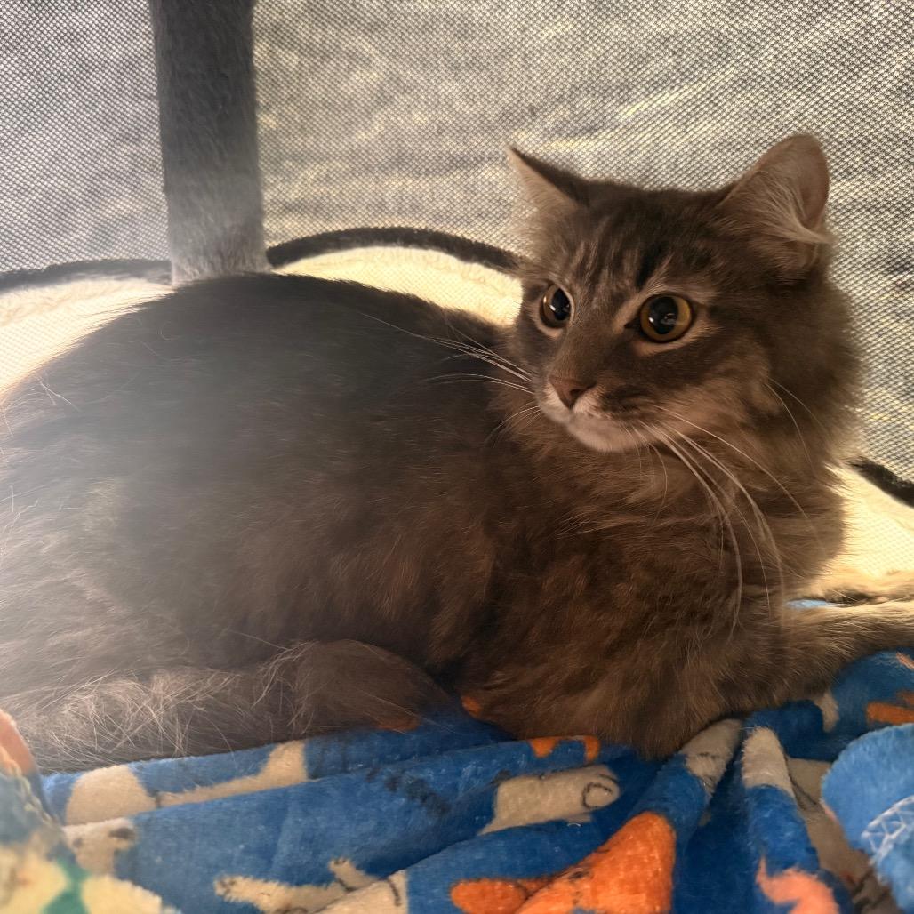Sweetie, Adoptable, Young Female Domestic Medium Hair & Domestic Short Hair.