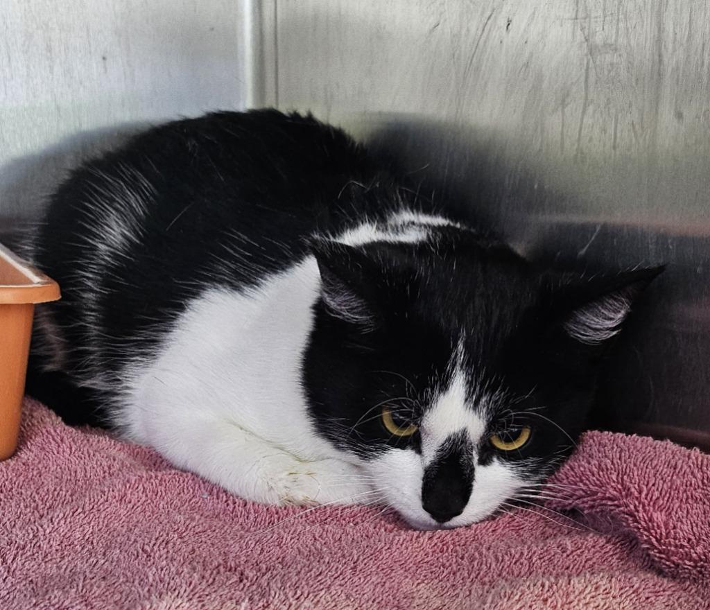 Enlarge Sox, a Adopted mixed breed in Portland, IN image 1/1