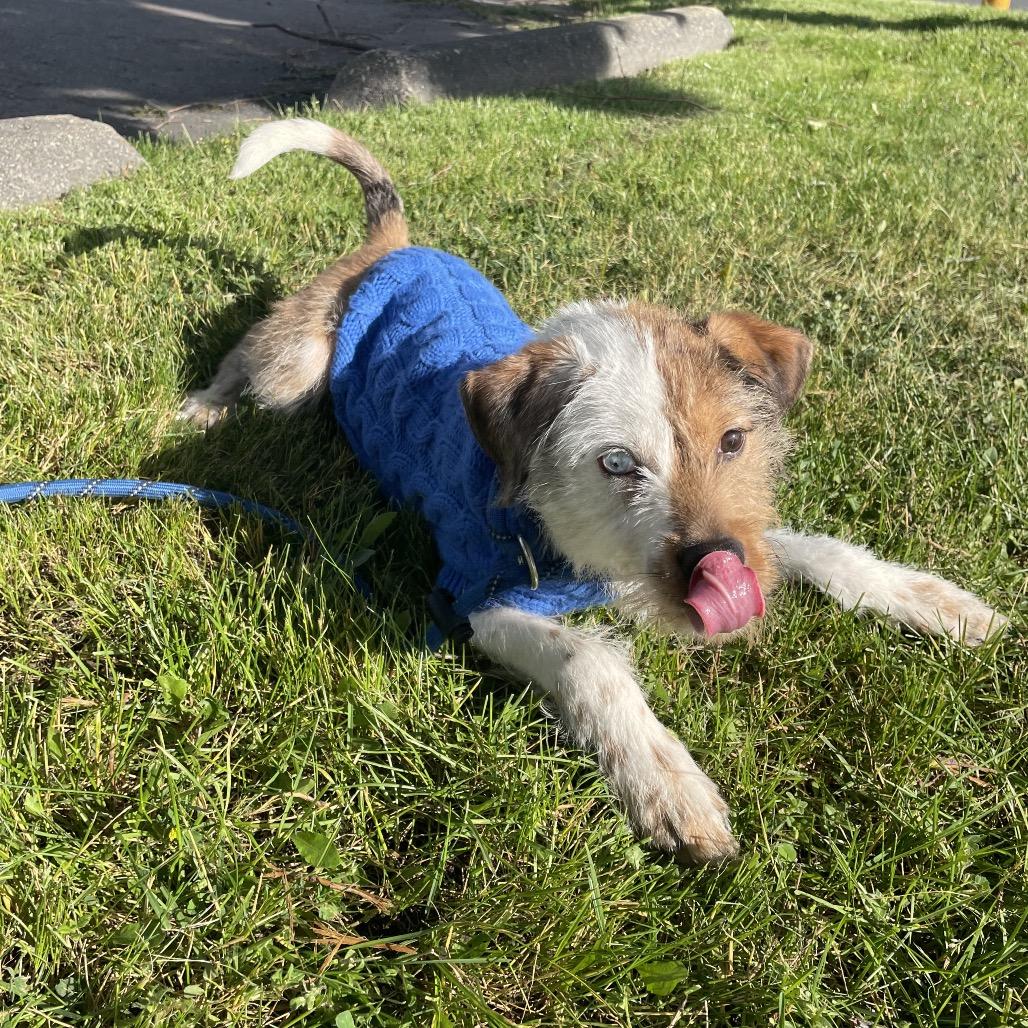 Gandolf, Adoptable, Puppy Male Terrier & Mixed Breed.