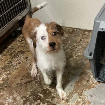 Gandolf, a Adoptable mixed breed in Spokane, WA image 2/4
