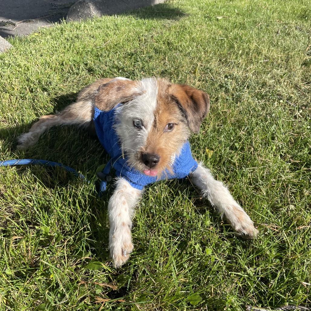 Gandolf, a Adoptable mixed breed in Spokane, WA image 4/4