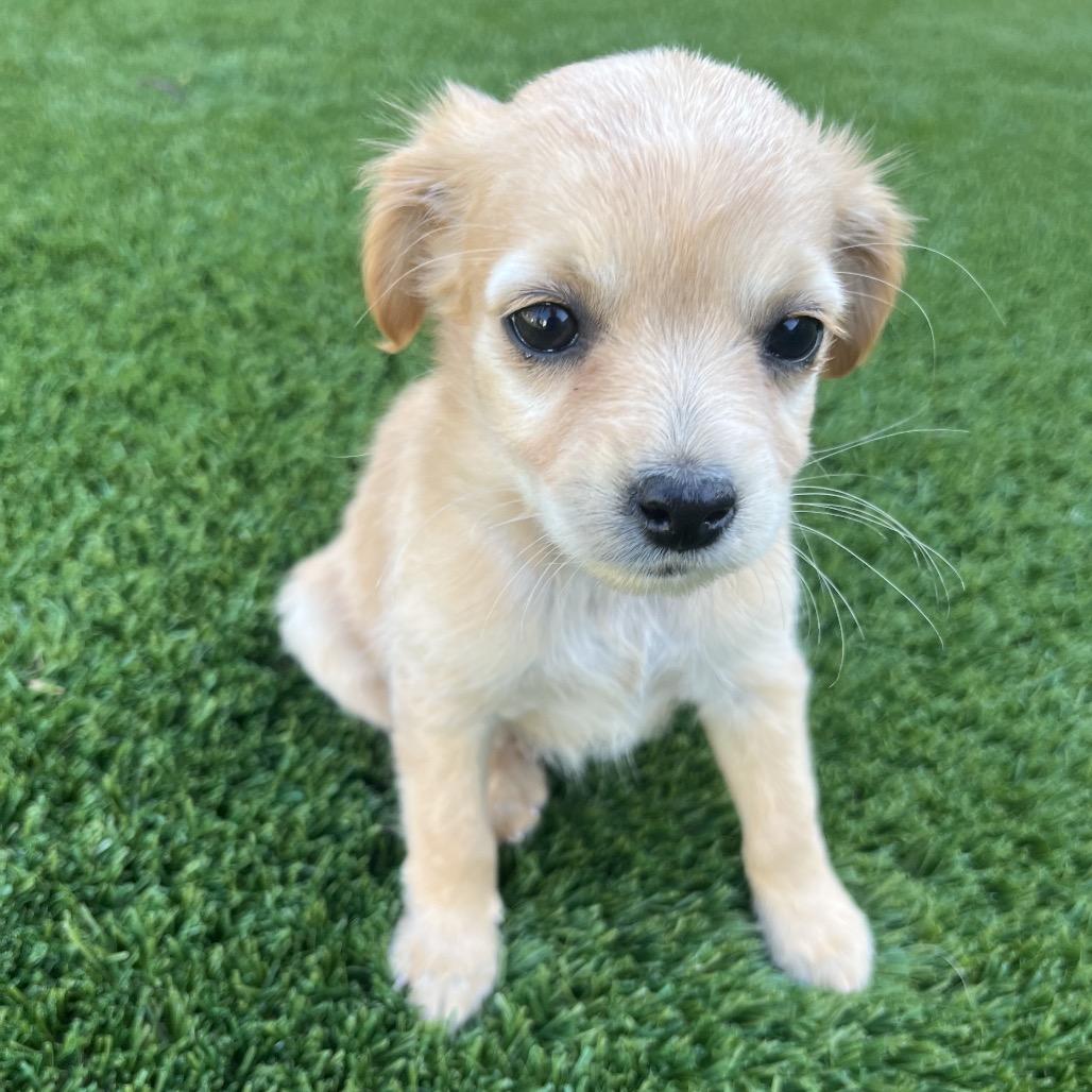 Skye, Adoptable, Puppy Female Spaniel & Pomeranian.