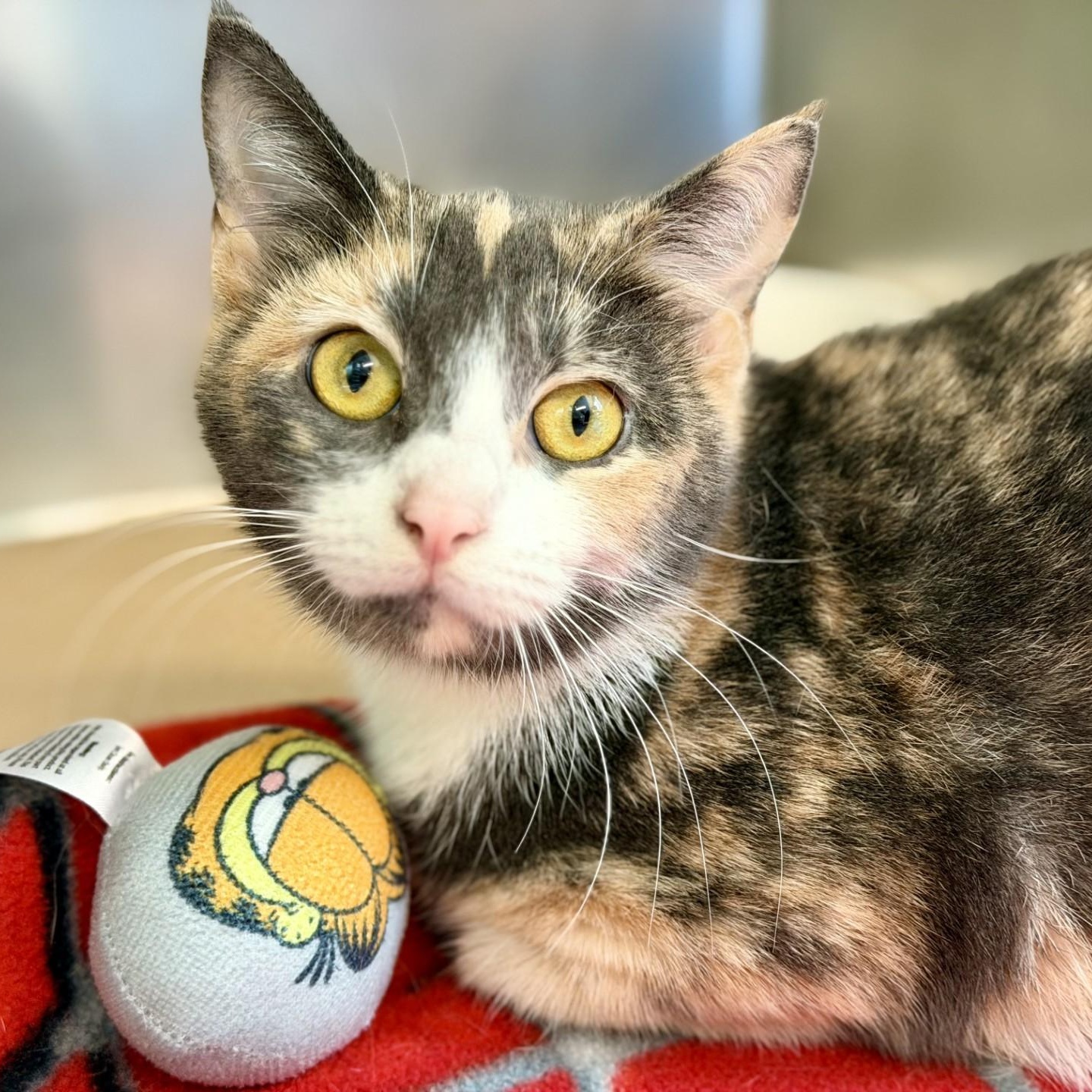 Enlarge Aster, a ADOPTABLE Domestic Short Hair in Jackson, NJ image 1/2