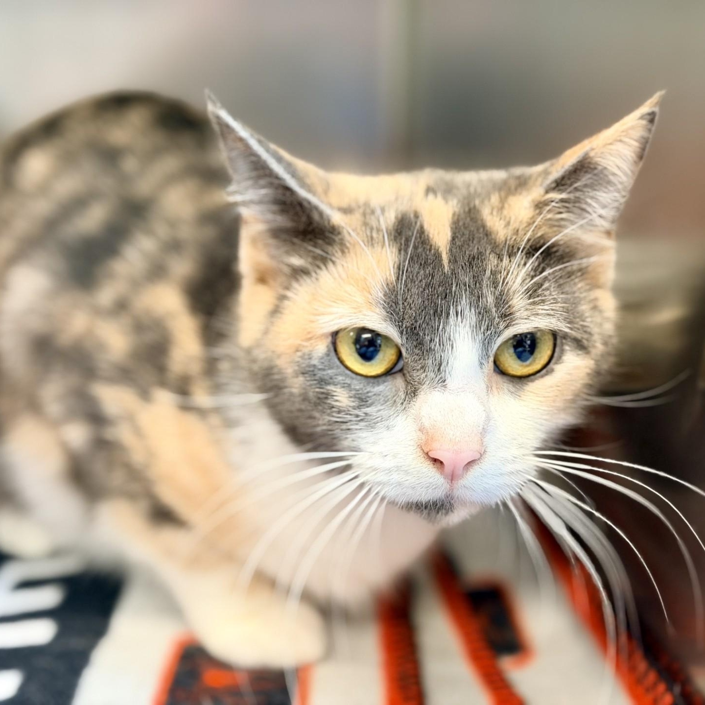 Enlarge Aster, a ADOPTABLE Domestic Short Hair in Jackson, NJ image 2/2