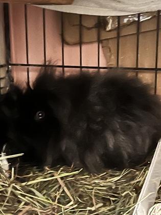 Paddy, Adoptable, Adult Male Guinea Pig.