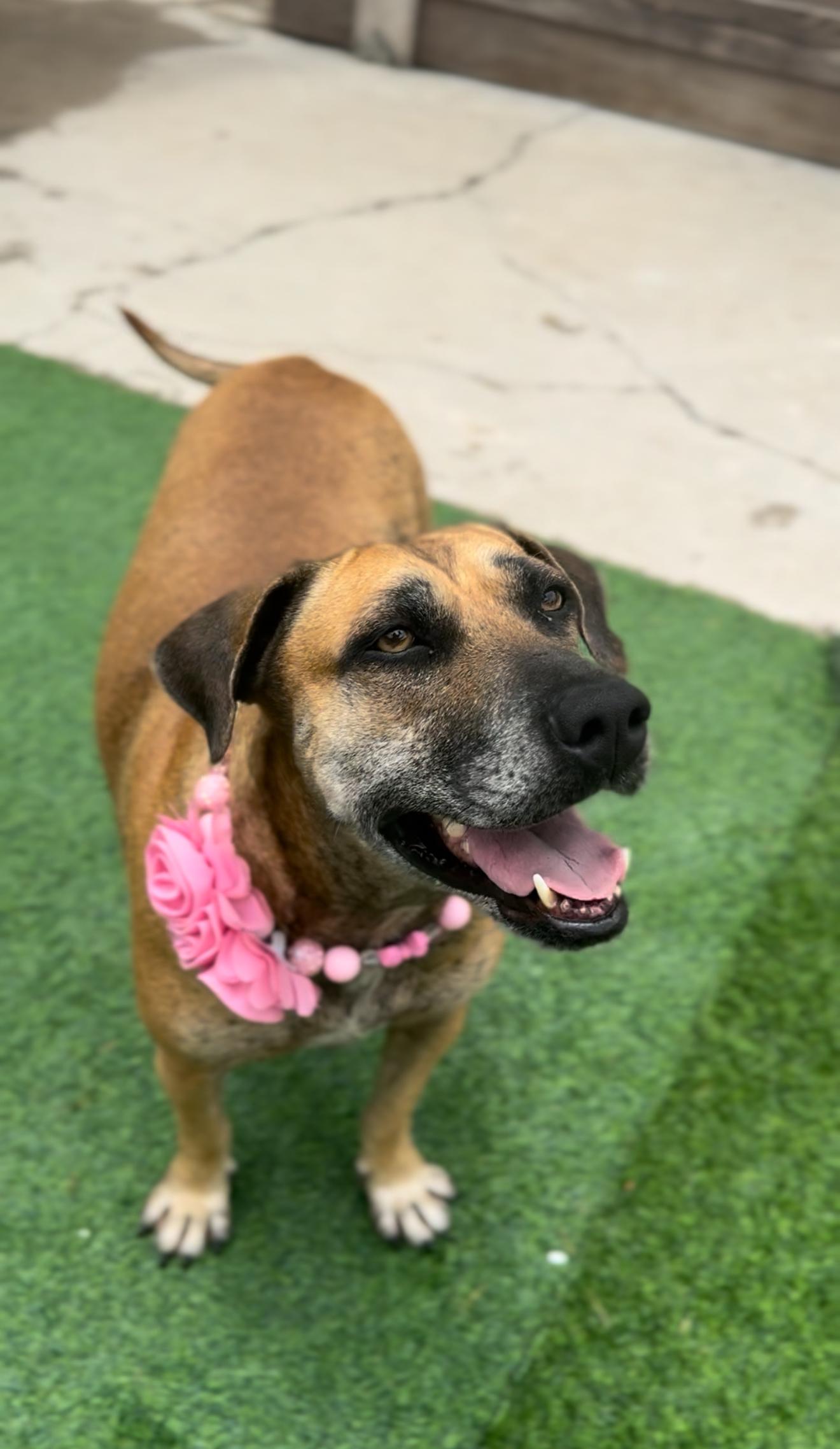 Momma, a Adoptable mixed breed in Denver, CO image 5/6