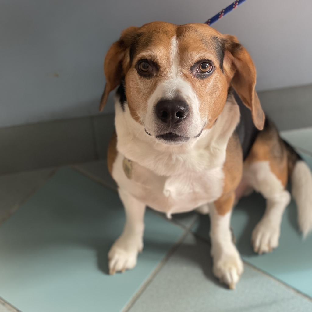 Bruno, Adoptable, Senior Male Beagle.