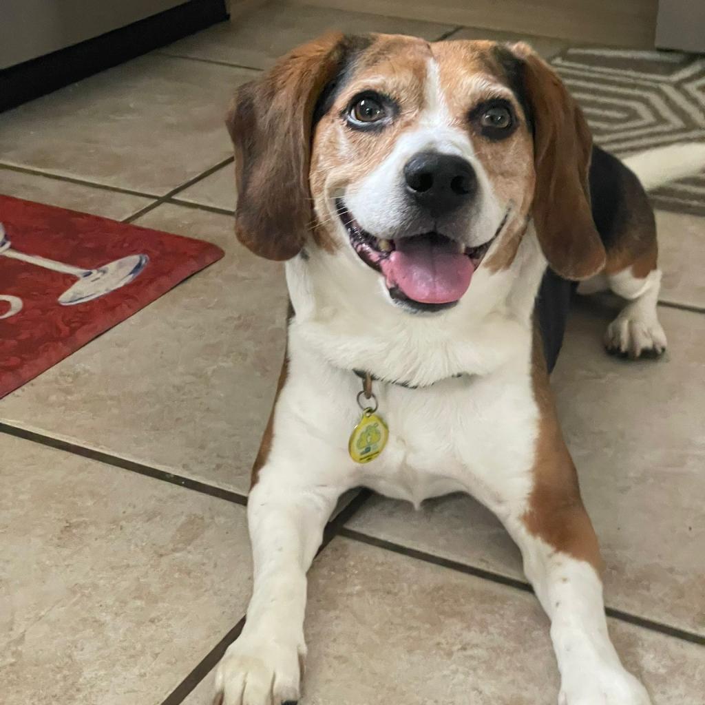 Bruno — thumbnail 2