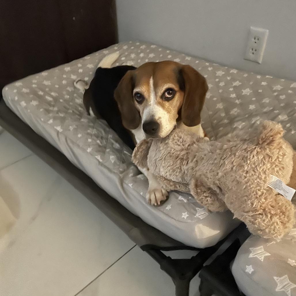 Bruno — thumbnail 3