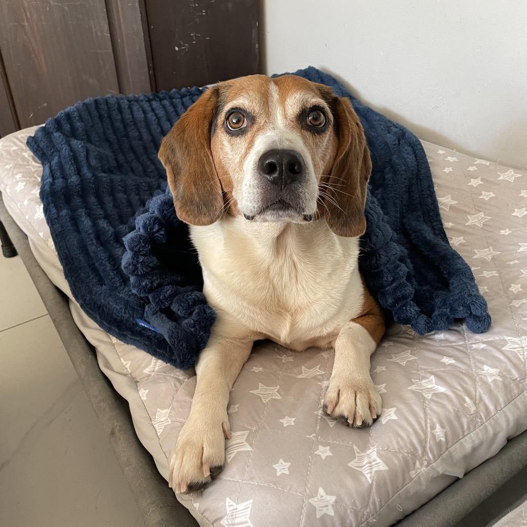 Bruno — thumbnail 4