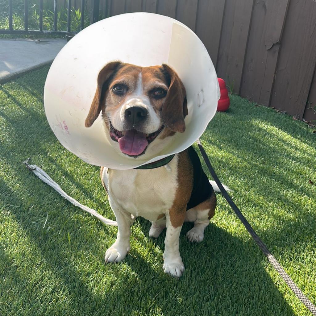 Bruno — thumbnail 5