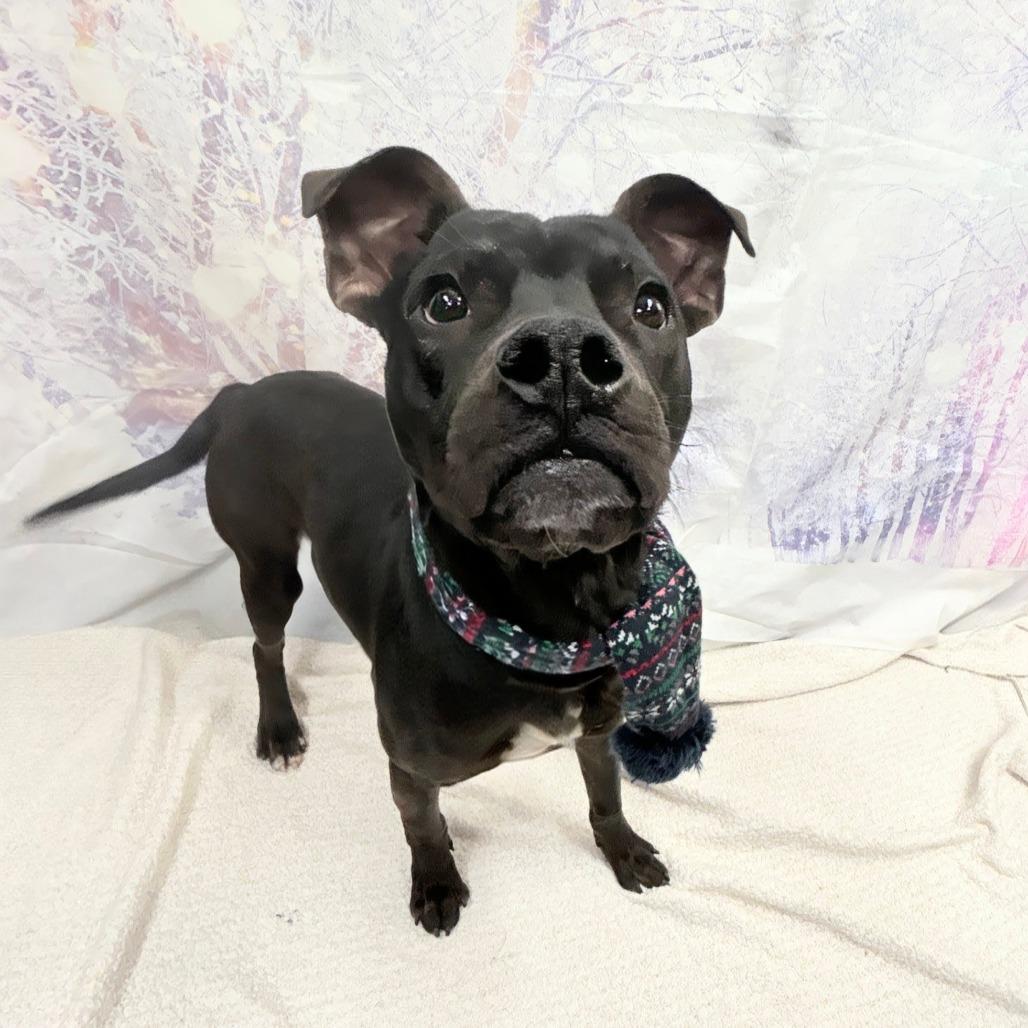 Enlarge Odie, a Adoptable Pit Bull Terrier in Walnut Cove, NC image 3/6