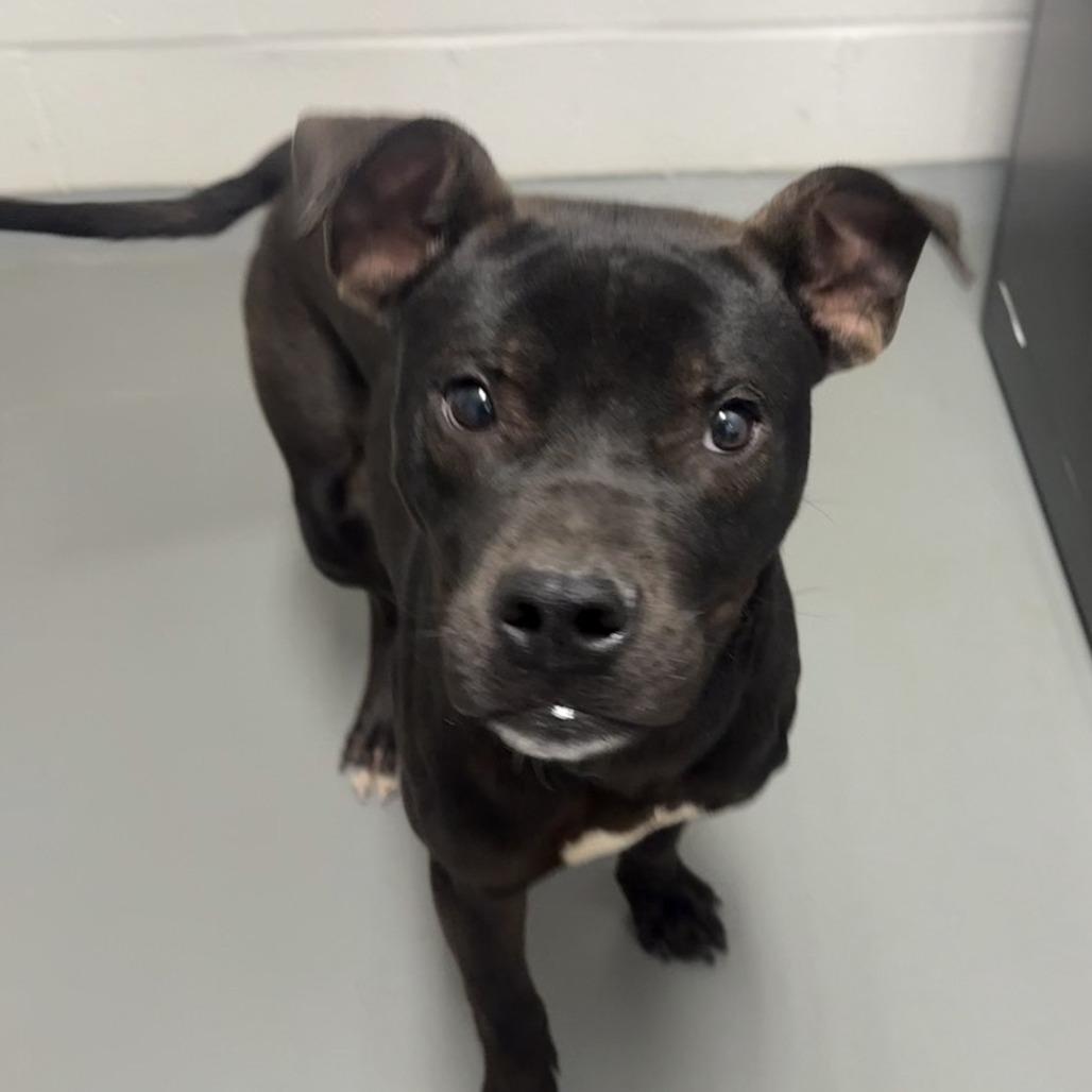 Odie, Adoptable, Young Male Pit Bull Terrier.