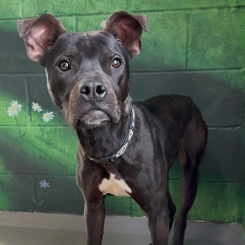 Enlarge Odie, a Adoptable Pit Bull Terrier in Walnut Cove, NC image 1/6
