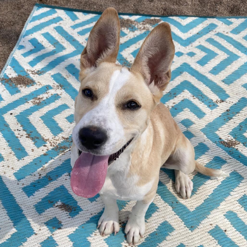Butterfly, Adoptable, Puppy Female Mixed Breed.