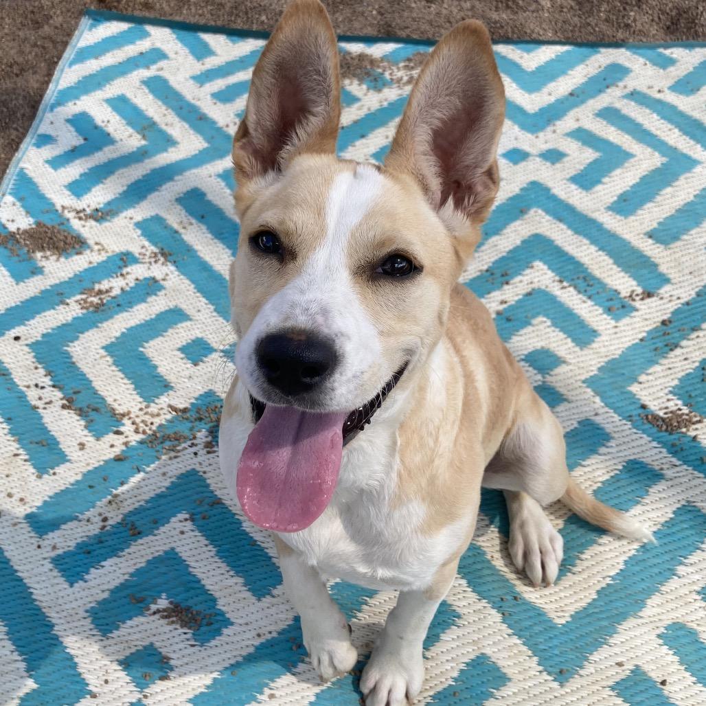 Butterfly, a Adoptable Mixed Breed in Sand Springs, OK image 2/2