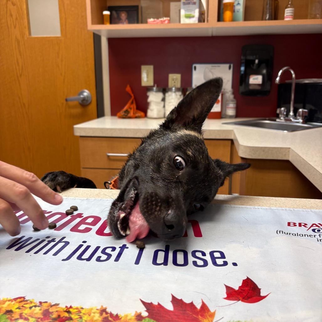 Goblin, Adoptable, Young Male Dutch Shepherd.