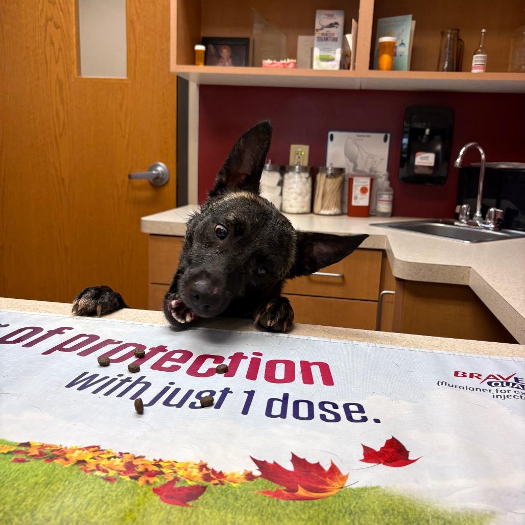 Goblin, a Adoptable Dutch Shepherd in Tulsa, OK image 2/6