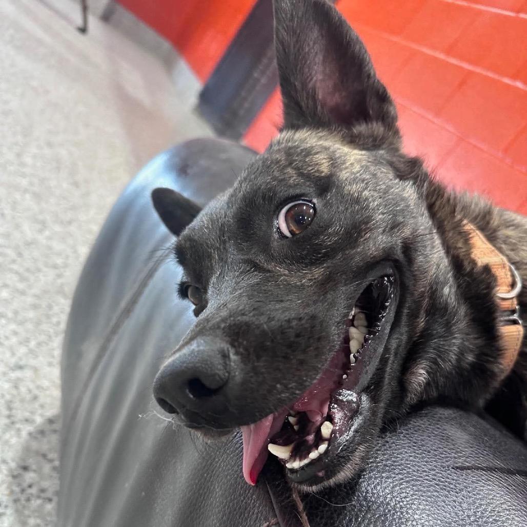 Goblin, a Adoptable Dutch Shepherd in Tulsa, OK image 3/6