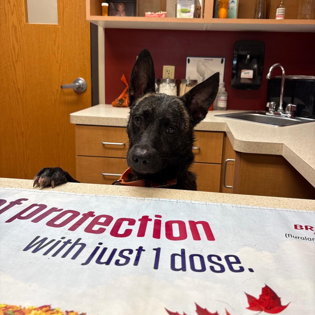Goblin, a Adoptable Dutch Shepherd in Tulsa, OK image 4/6