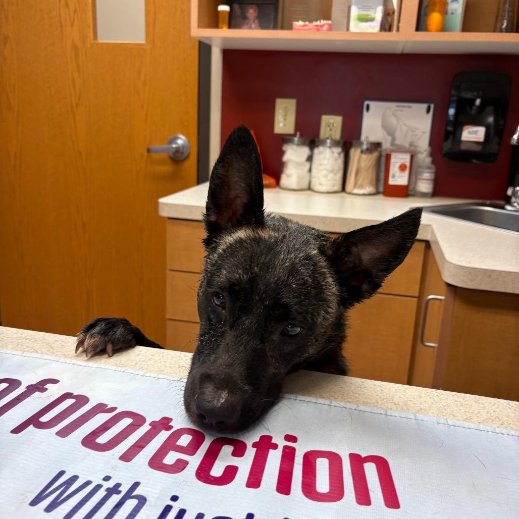 Goblin, a Adoptable Dutch Shepherd in Tulsa, OK image 5/6