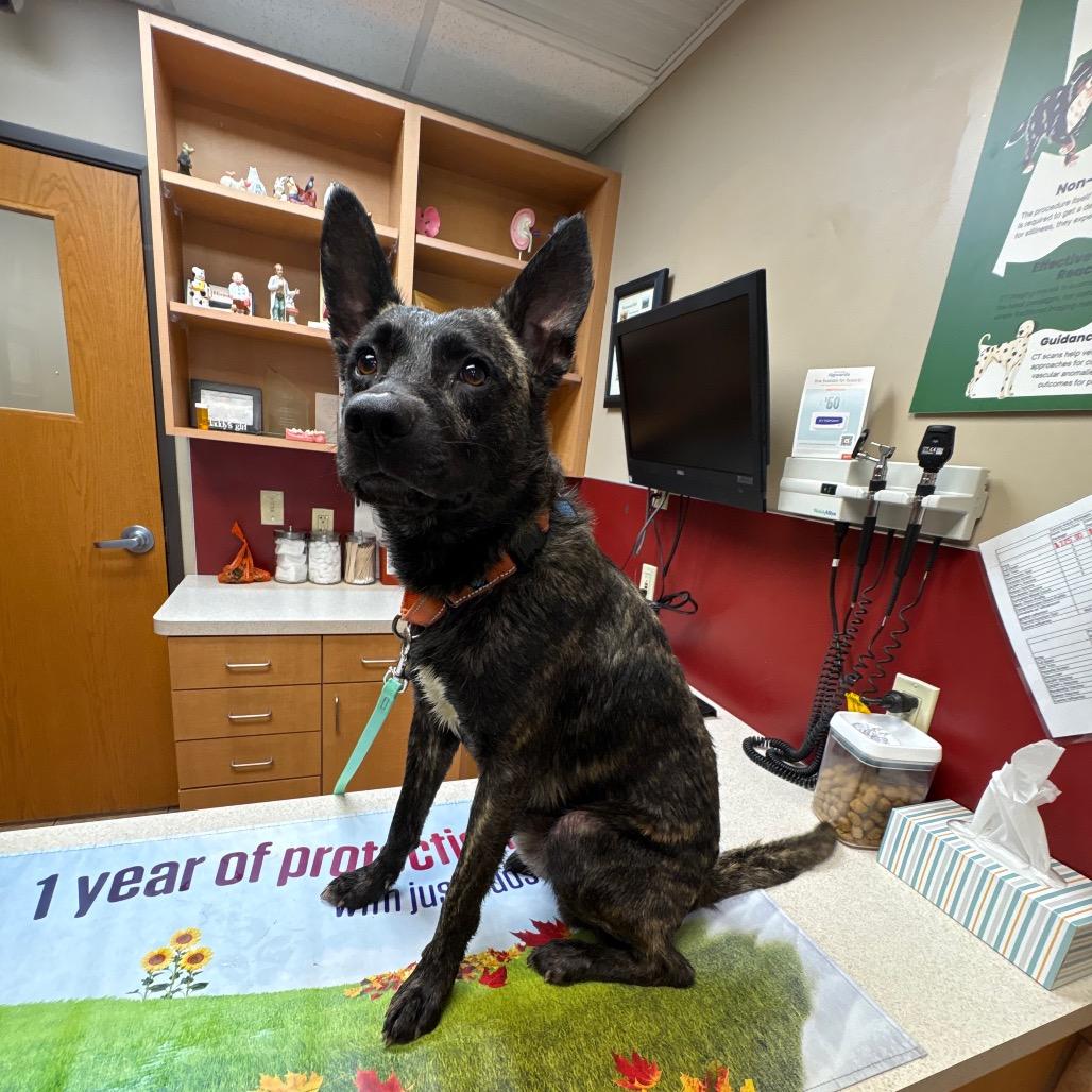 Goblin, a Adoptable Dutch Shepherd in Tulsa, OK image 6/6