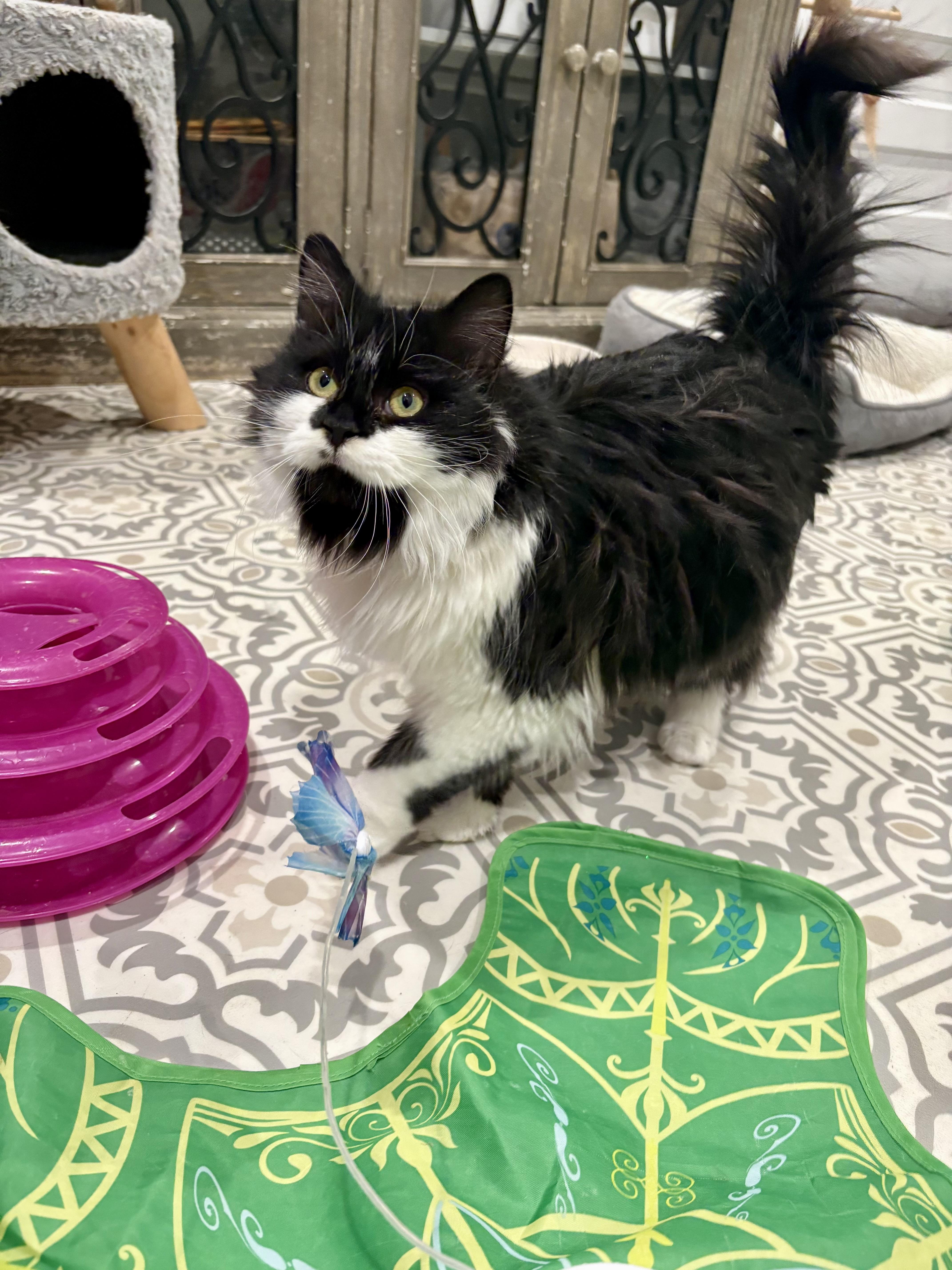 Enlarge Sushi, an adopted Domestic Long Hair in East Amherst, NY image 2/5