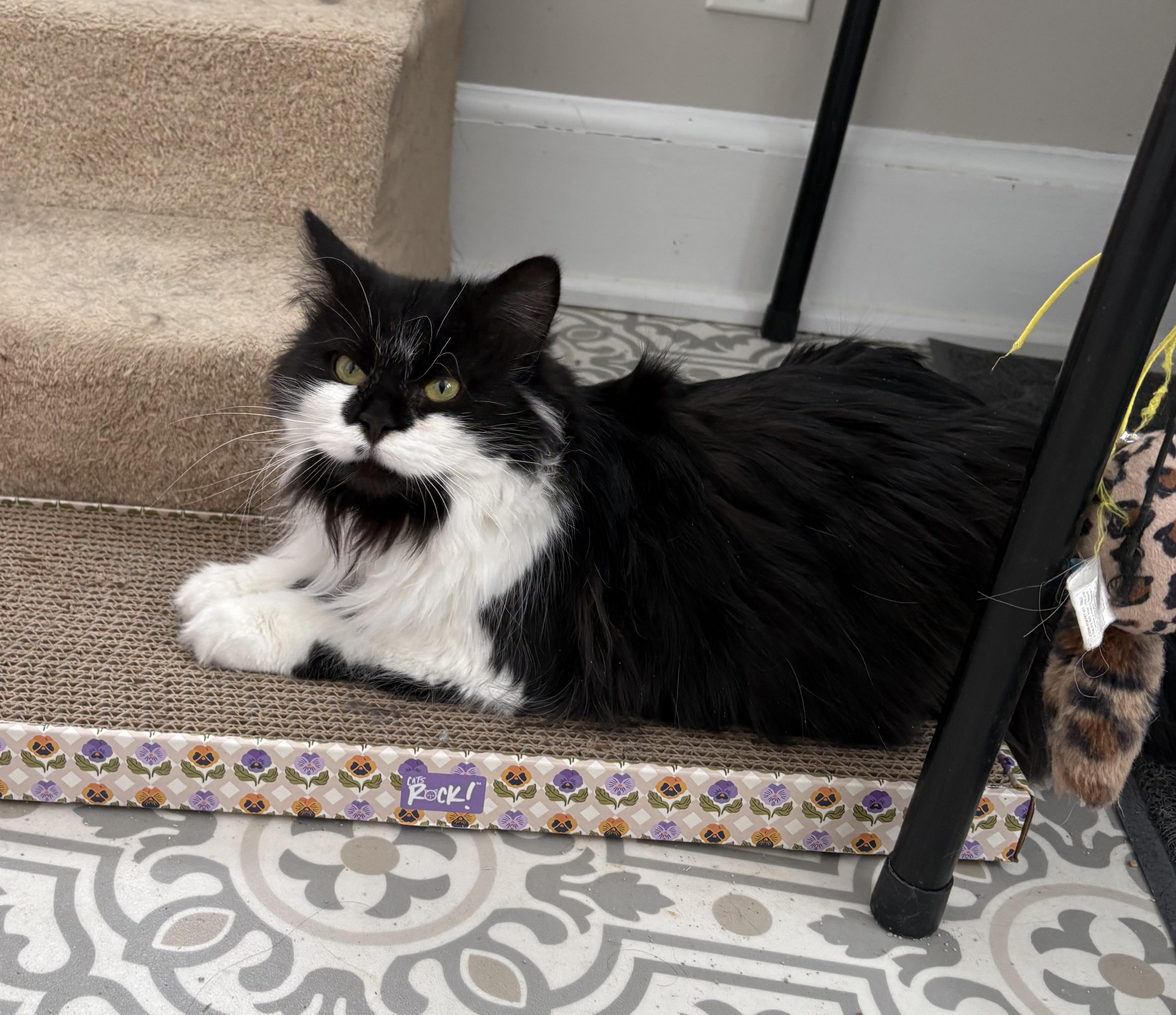 Enlarge Sushi, an adopted Domestic Long Hair in East Amherst, NY image 5/5