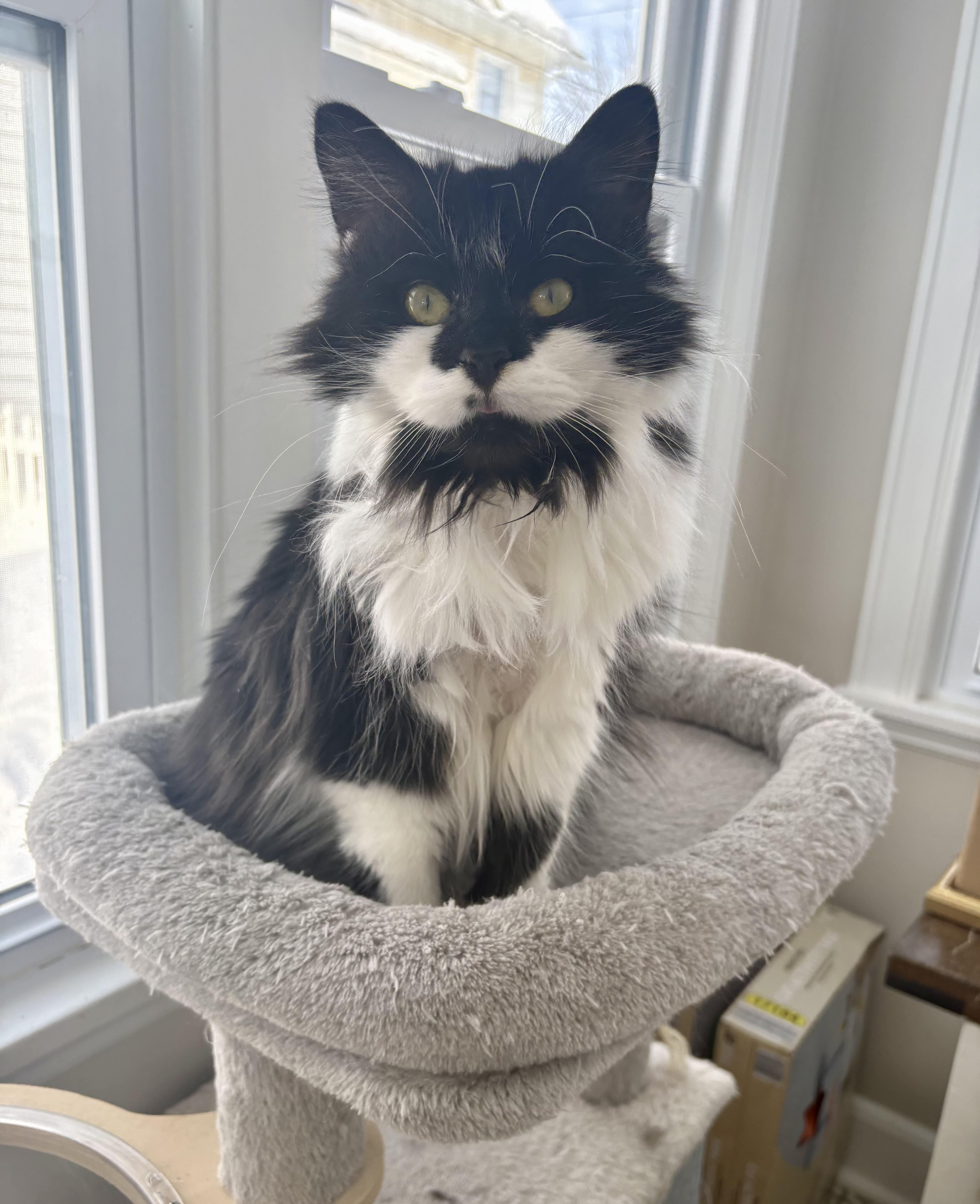 Enlarge Sushi, an adopted Domestic Long Hair in East Amherst, NY image 1/5