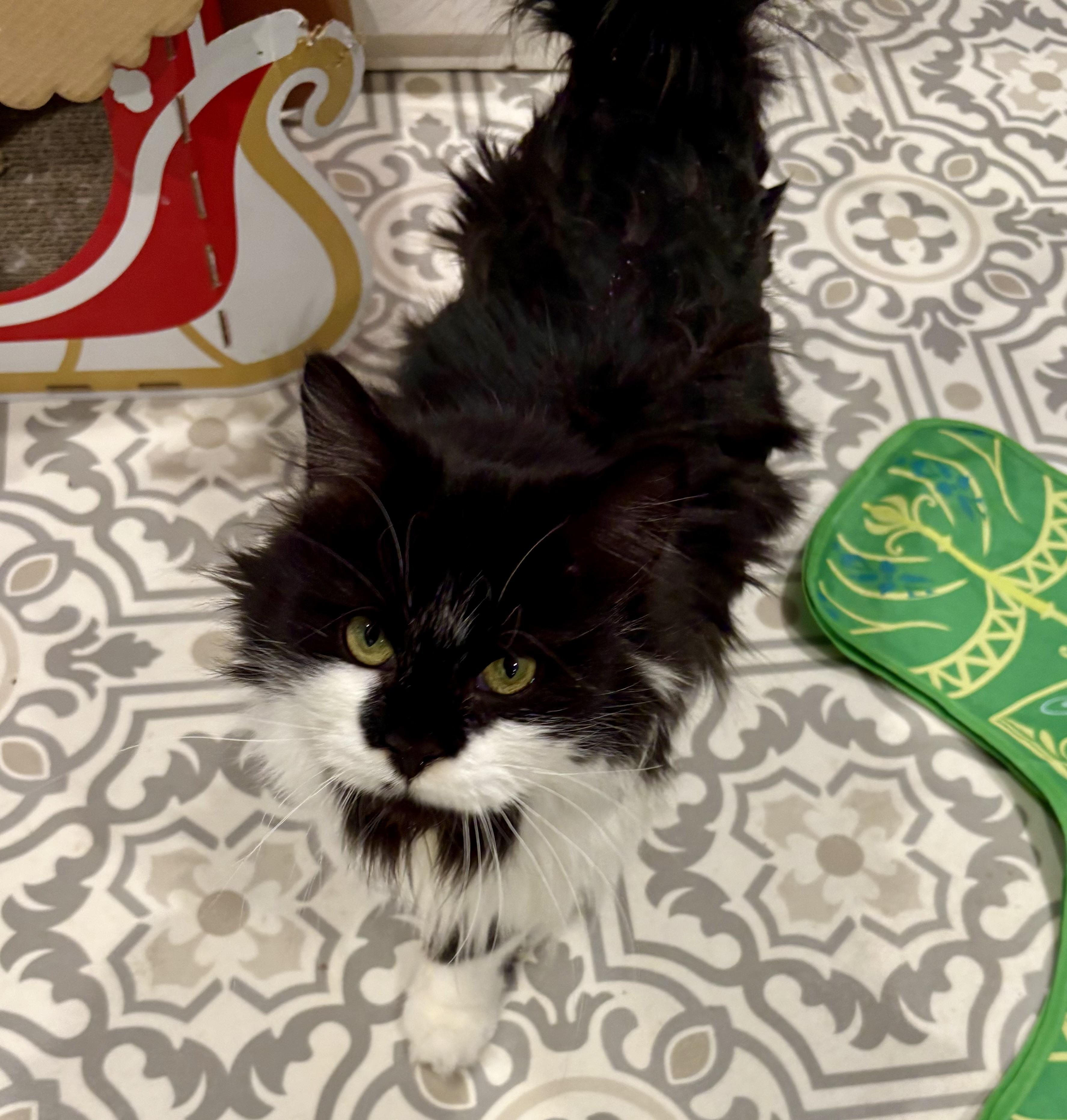 Enlarge Sushi, an adopted Domestic Long Hair in East Amherst, NY image 4/5