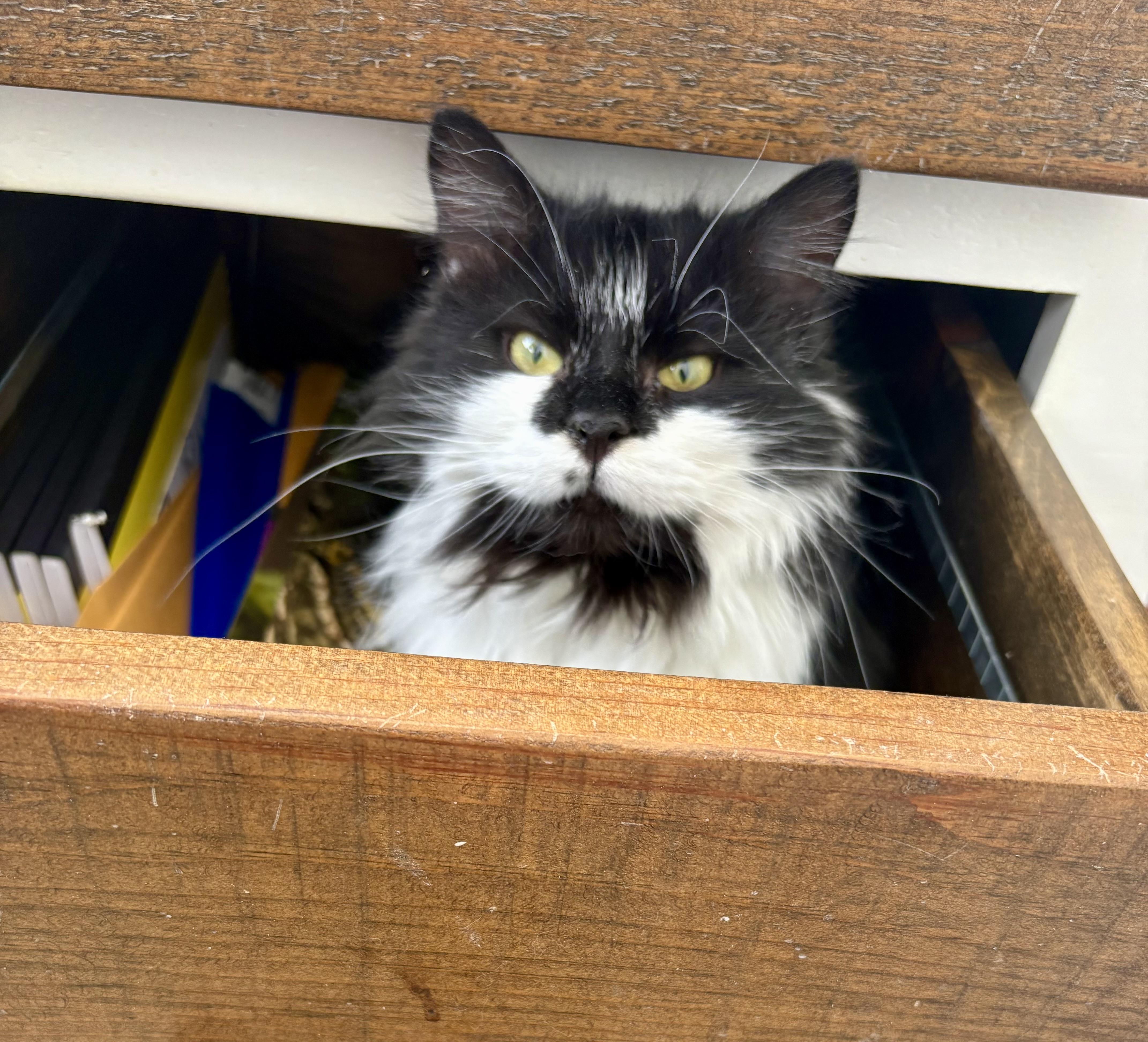 Enlarge Sushi, an adopted Domestic Long Hair in East Amherst, NY image 3/5