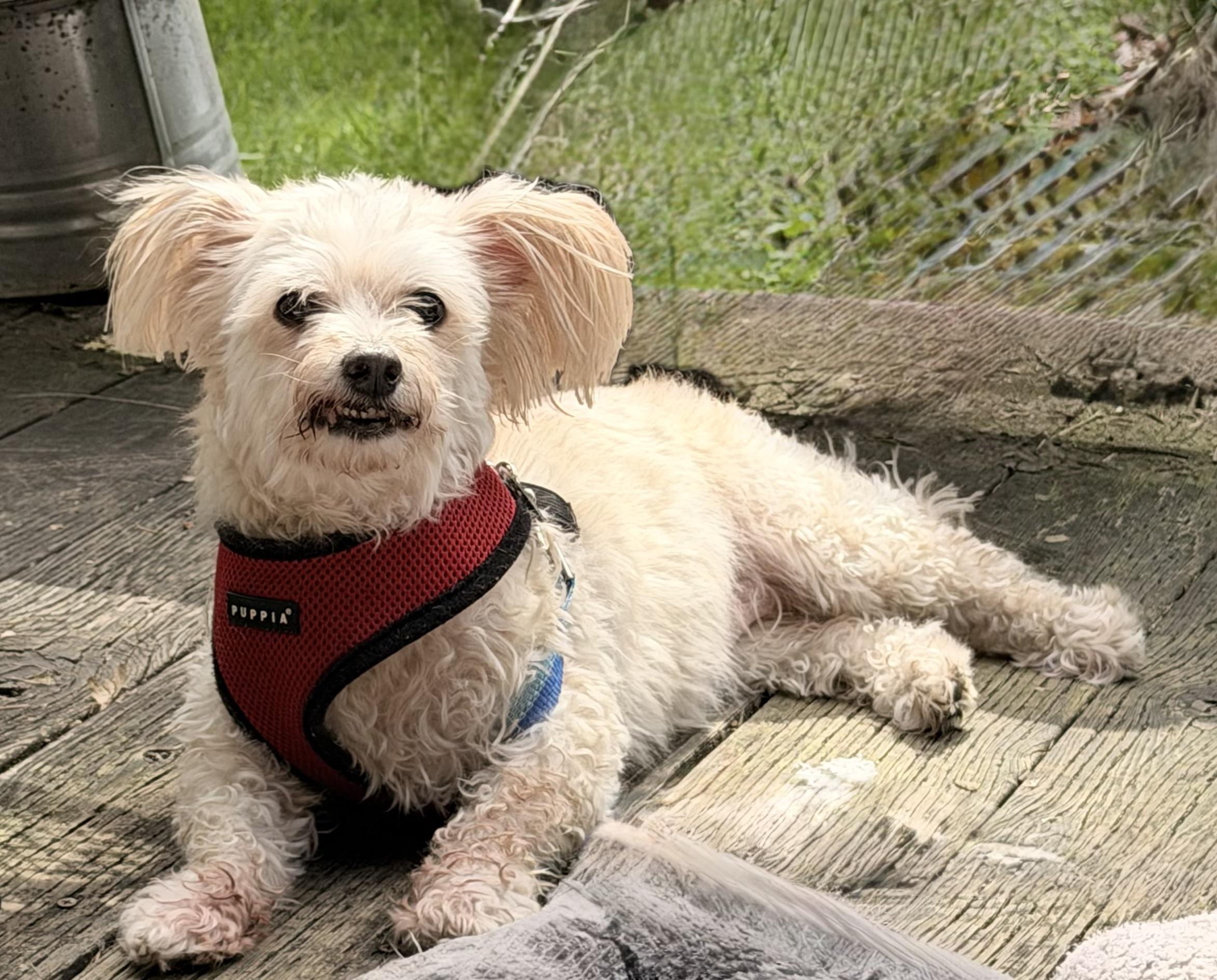 Enlarge Emily, an adopted mixed breed in Portland, OR image 2/6