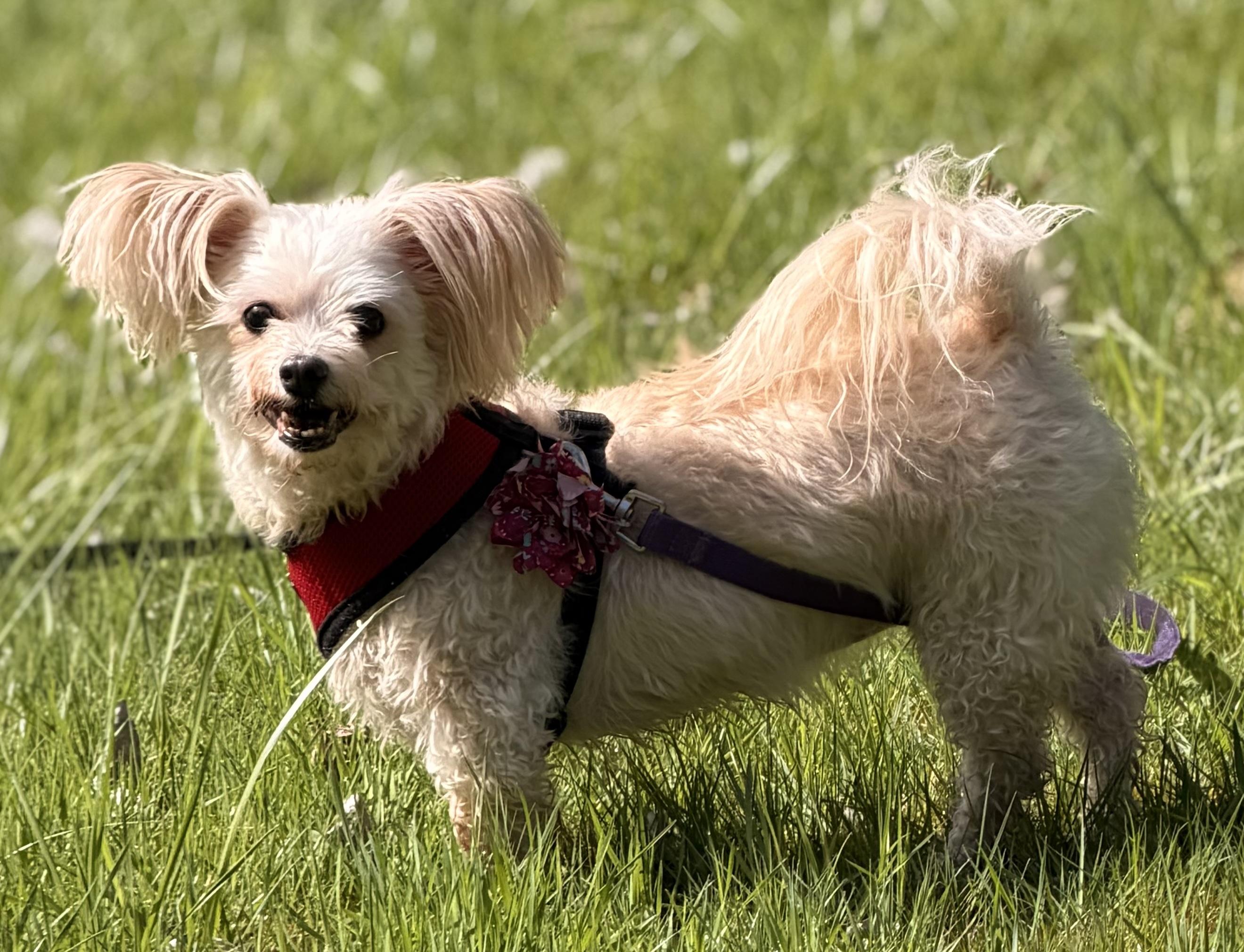 Enlarge Emily, an adopted mixed breed in Portland, OR image 1/6