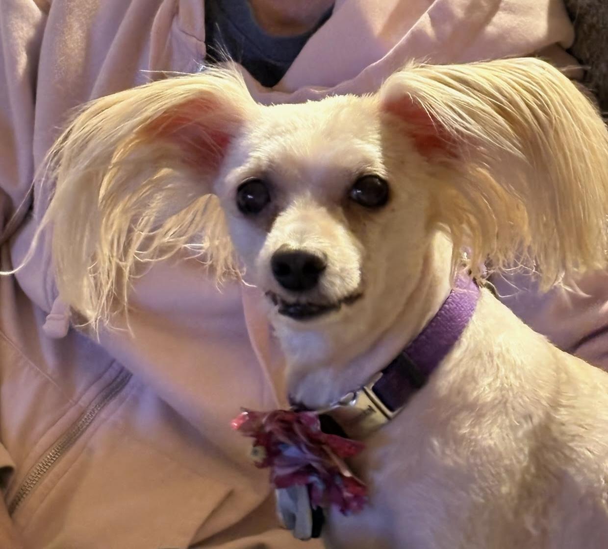 Enlarge Emily, an adopted mixed breed in Portland, OR image 4/6