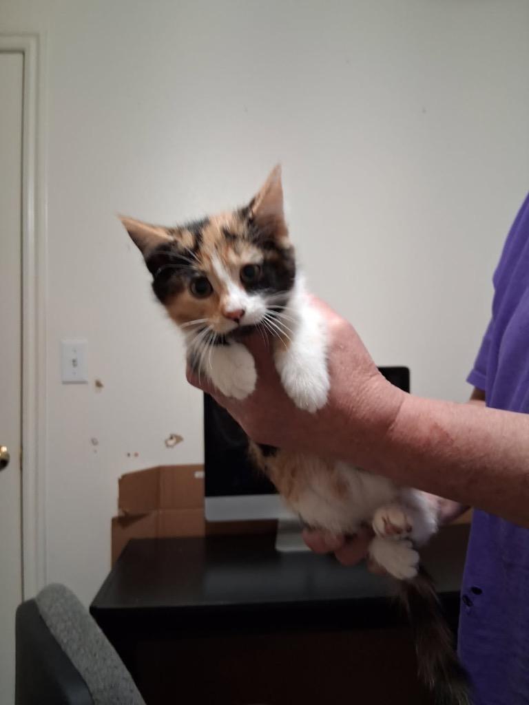Cammi, Adoptable, Kitten Female Domestic Short Hair.