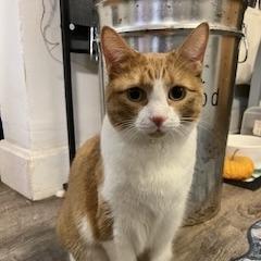 Enlarge Papaya, a Adoptable mixed breed in Chicago, IL image 1/6