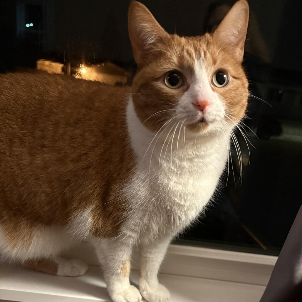 Enlarge Papaya, a Adoptable mixed breed in Chicago, IL image 2/6