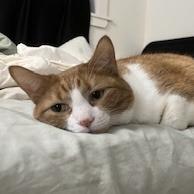 Papaya — thumbnail 3