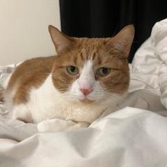 Enlarge Papaya, a Adoptable mixed breed in Chicago, IL image 4/6