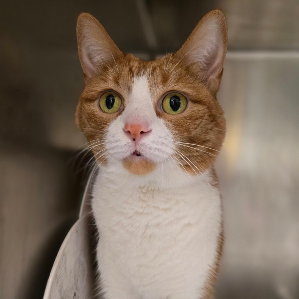 Enlarge Papaya, a Adoptable mixed breed in Chicago, IL image 5/6