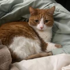 Enlarge Papaya, a Adoptable mixed breed in Chicago, IL image 6/6