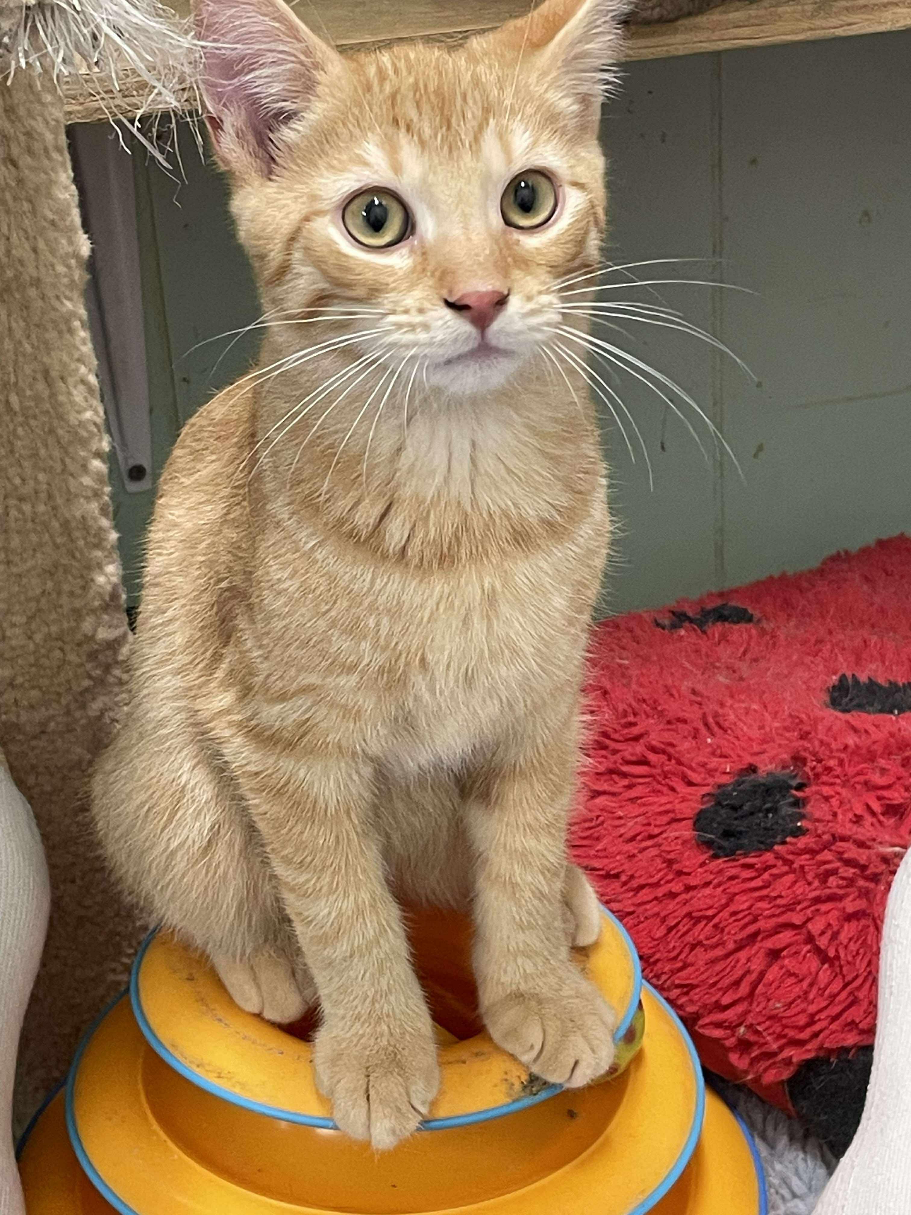Enlarge Squash Whiskers Jones, a Adoptable mixed breed in Indianapolis, IN image 1/6