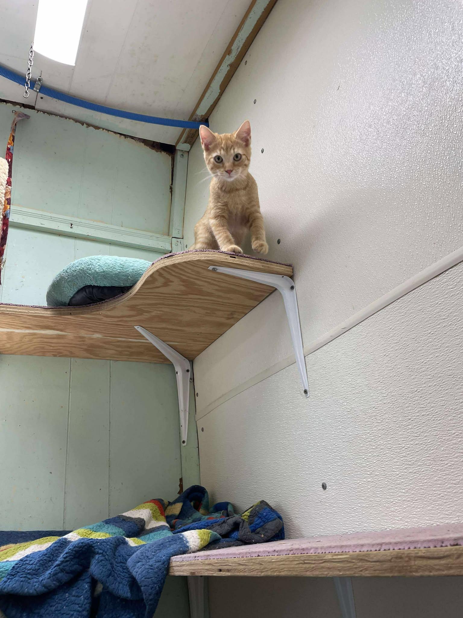 Enlarge Squash Whiskers Jones, a Adoptable mixed breed in Indianapolis, IN image 2/6