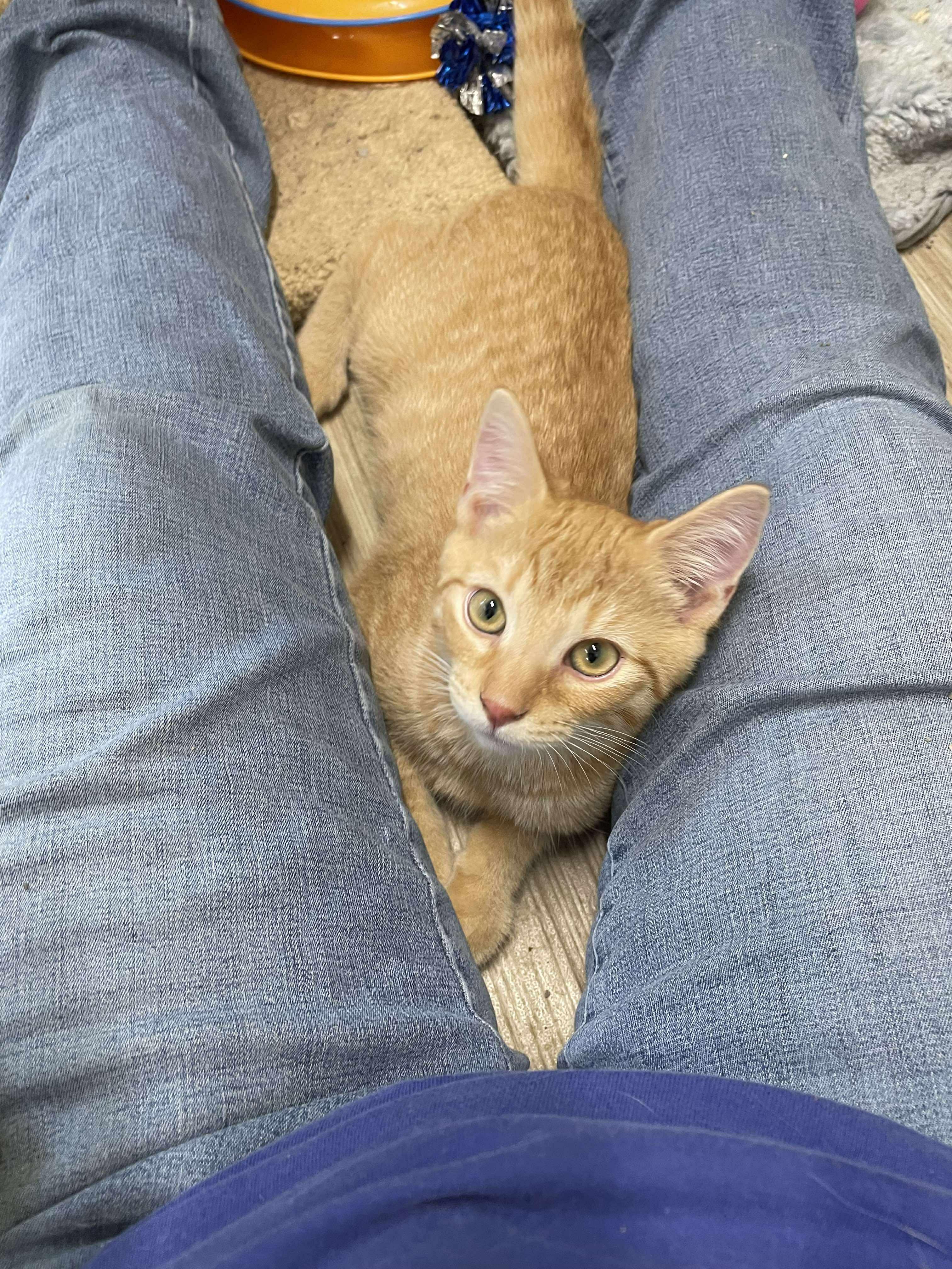 Enlarge Squash Whiskers Jones, a Adoptable mixed breed in Indianapolis, IN image 4/6