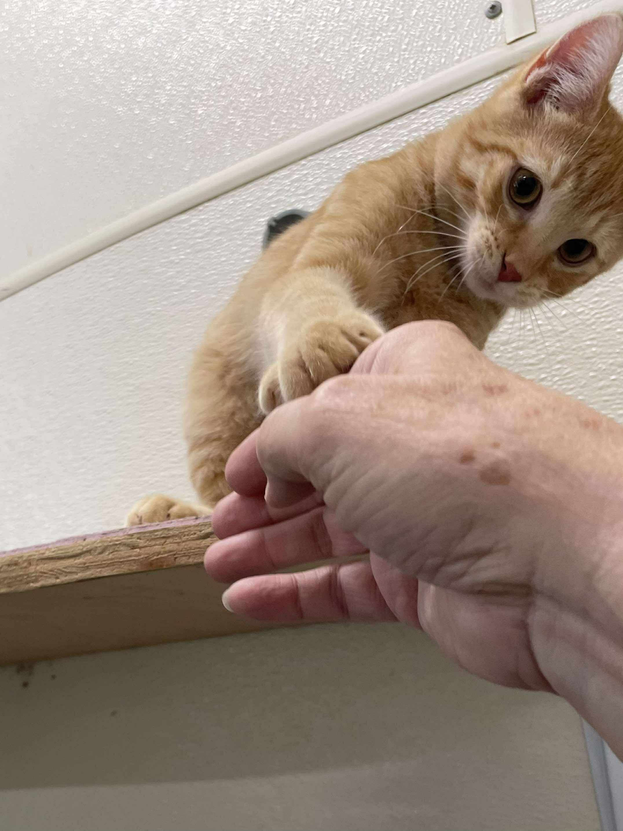 Squash Whiskers Jones thumbnail 6