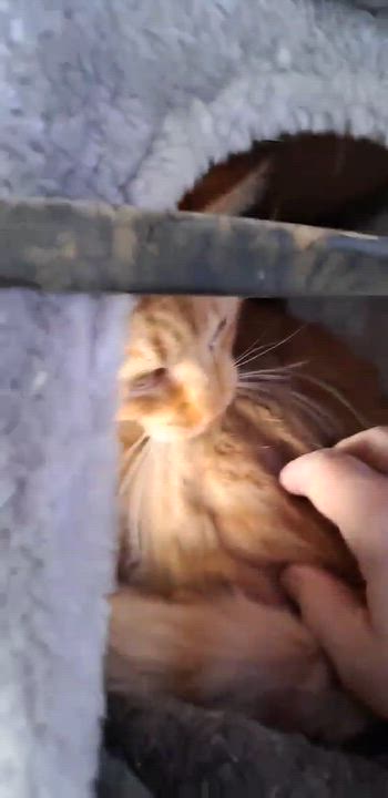 Enlarge Squash Whiskers Jones, a Adoptable mixed breed in Indianapolis, IN video 6/6