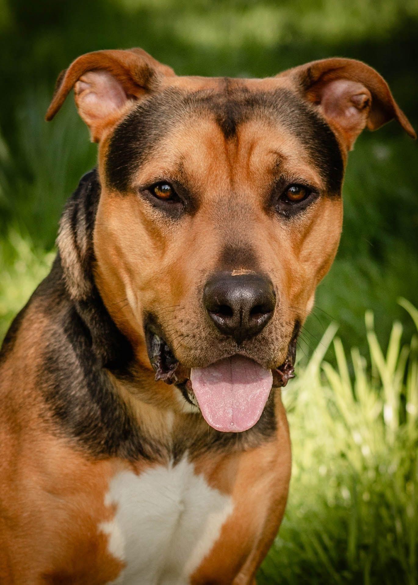 Carl, an adoption pending mixed breed in Tillamook, OR image 2/3