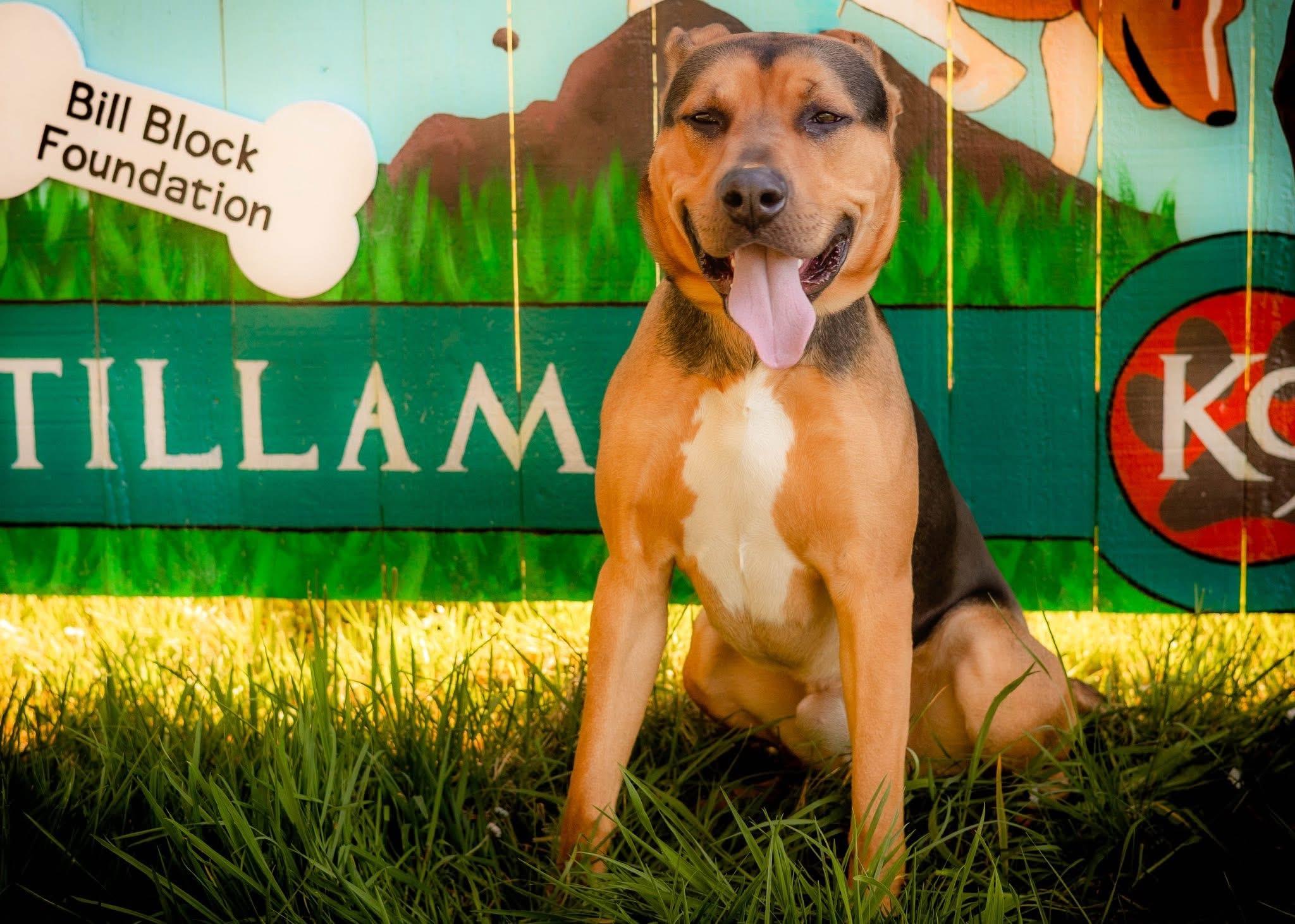 Carl, an adoption pending mixed breed in Tillamook, OR image 3/3