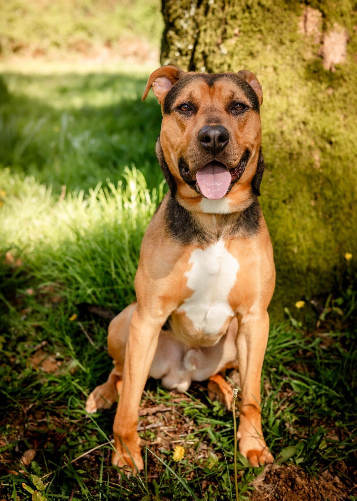 Carl, an adoption pending mixed breed in Tillamook, OR image 1/3