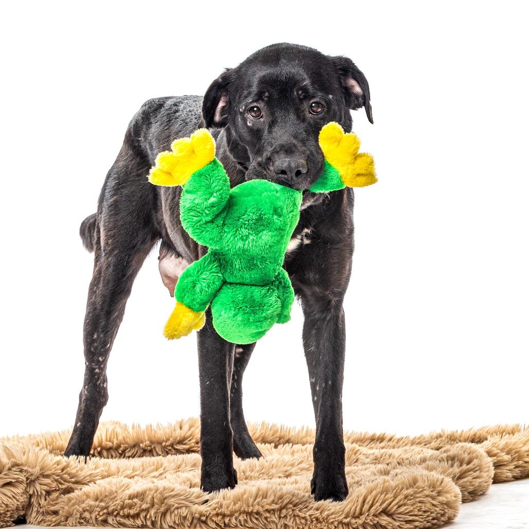 Mother Talzin, Adoptable, Adult Female Black Labrador Retriever & Mixed Breed.